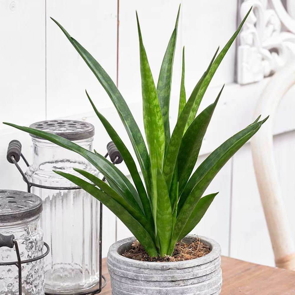 Sansevieria (Limba Soacrei) Kirkii Friends - 45 cm