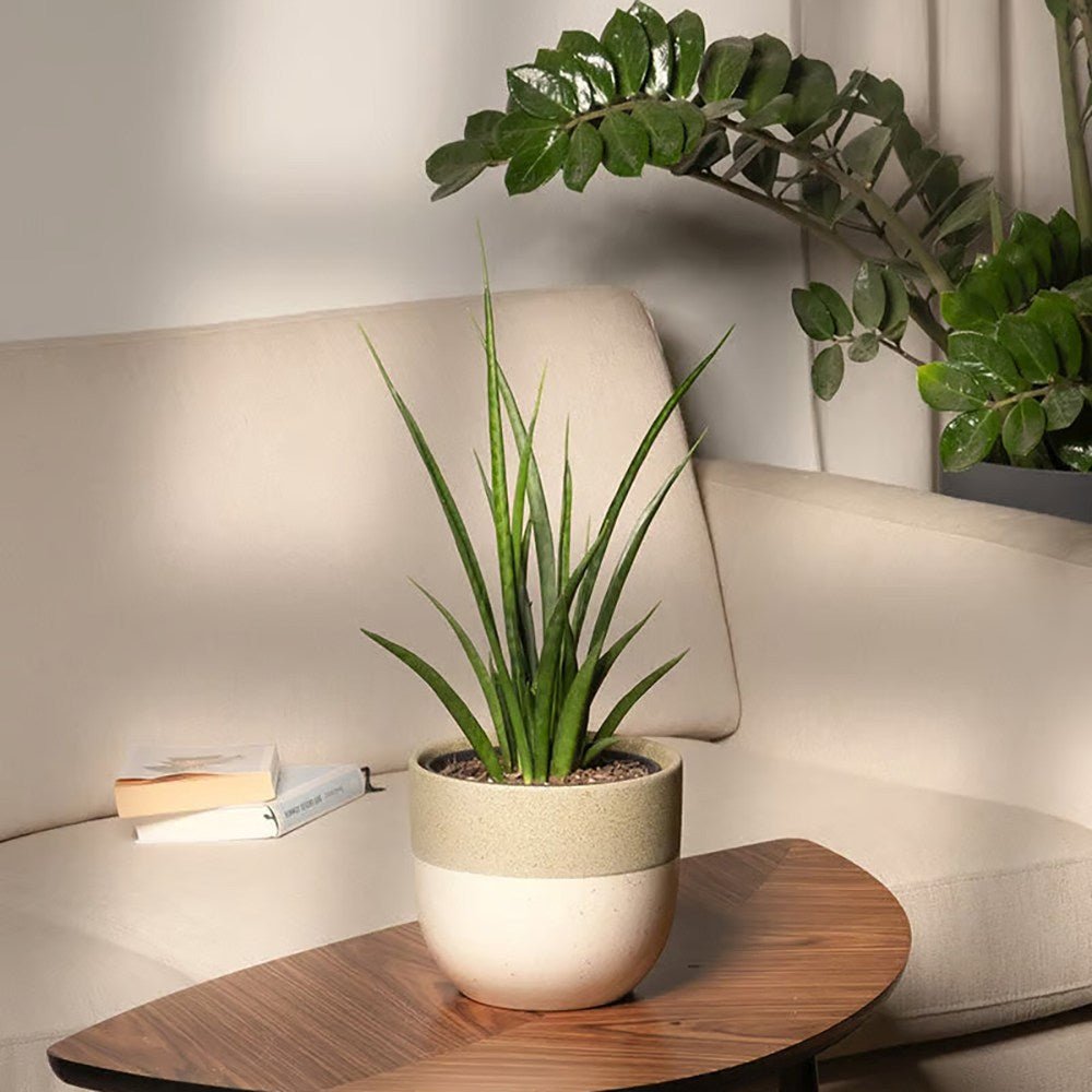 Sansevieria (Limba Soacrei) Kirkii Friends - 45 cm