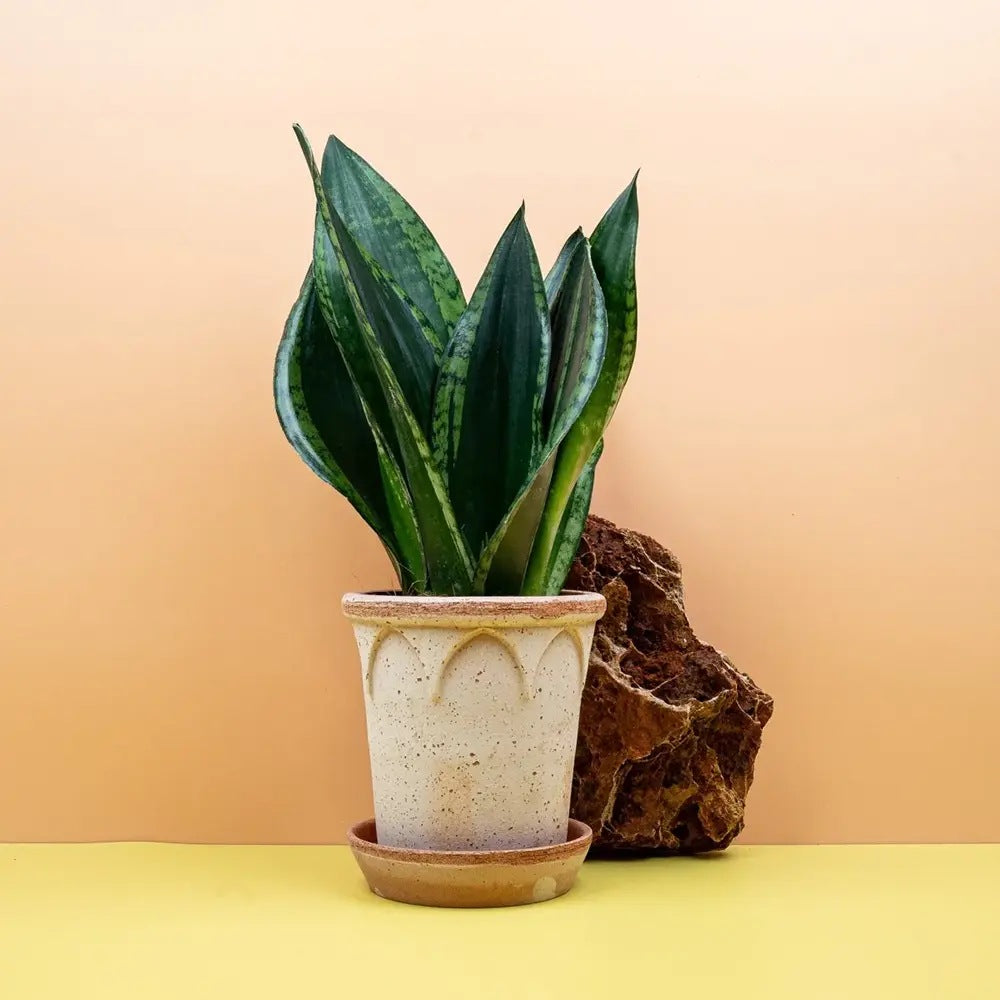 Limba Soacrei Sansevieria Silver Flame, planta suculenta decorativa cu frunze verticale si intretinere usoara - 40 cm