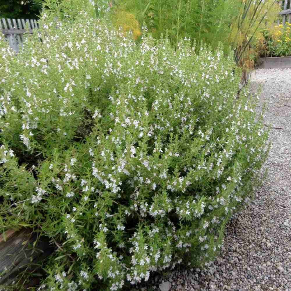 Cimbru de Iarna, soi rezistent la frig si iarna, cu o aroma puternica si o crestere robusta