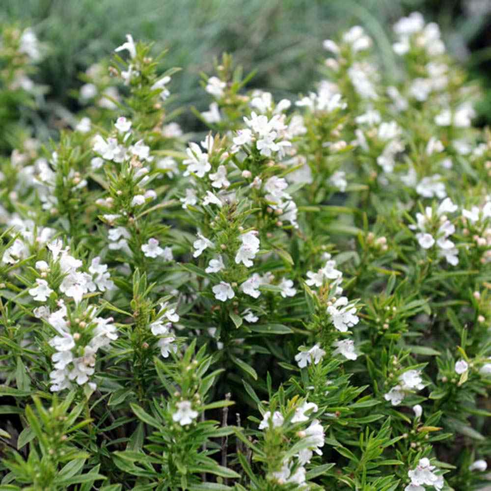 Cimbru de Iarna, soi rezistent la frig si iarna, cu o aroma puternica si o crestere robusta