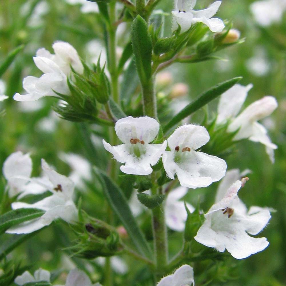 Cimbru de Iarna, soi rezistent la frig si iarna, cu o aroma puternica si o crestere robusta