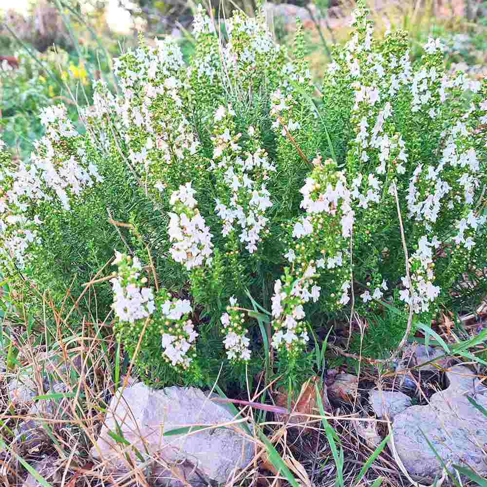Cimbru de Iarna, soi rezistent la frig si iarna, cu o aroma puternica si o crestere robusta