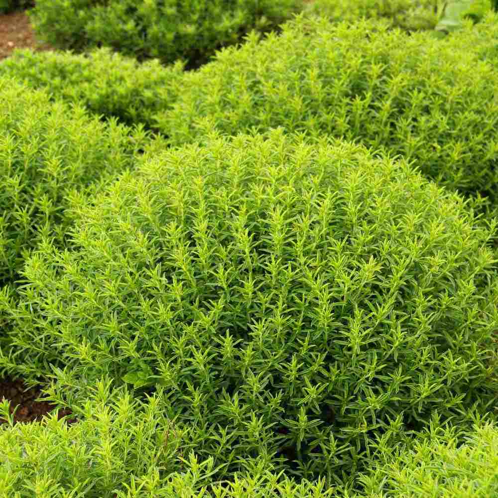 Cimbru de Iarna, soi rezistent la frig si iarna, cu o aroma puternica si o crestere robusta