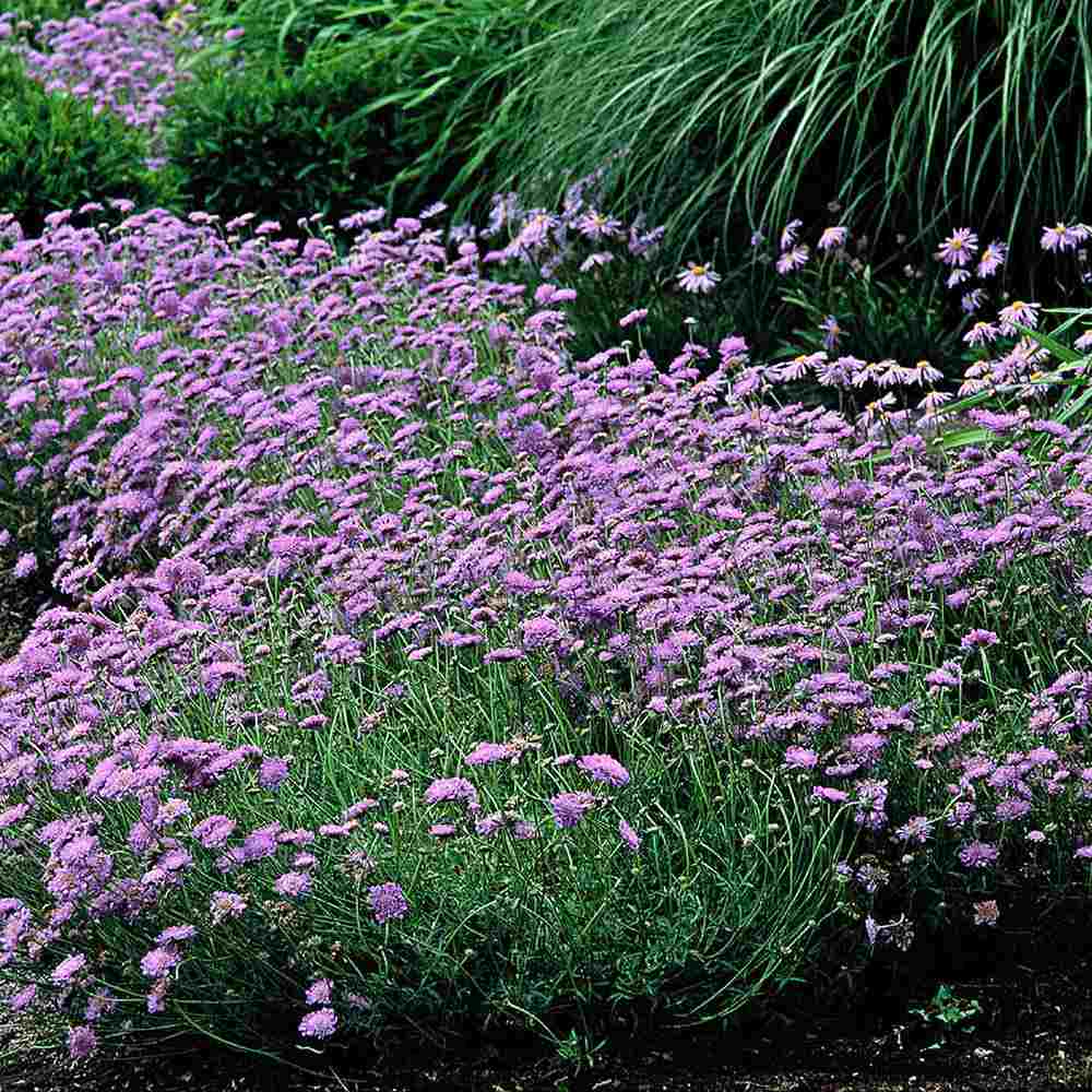 Scabiosa Butterfly Blue, cu flori albastre