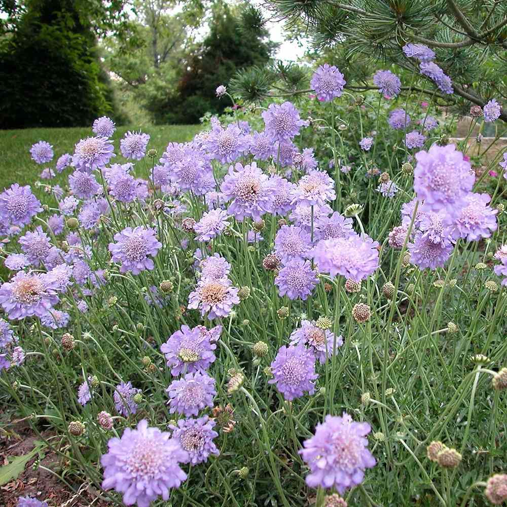 Scabiosa Butterfly Blue, cu flori albastre