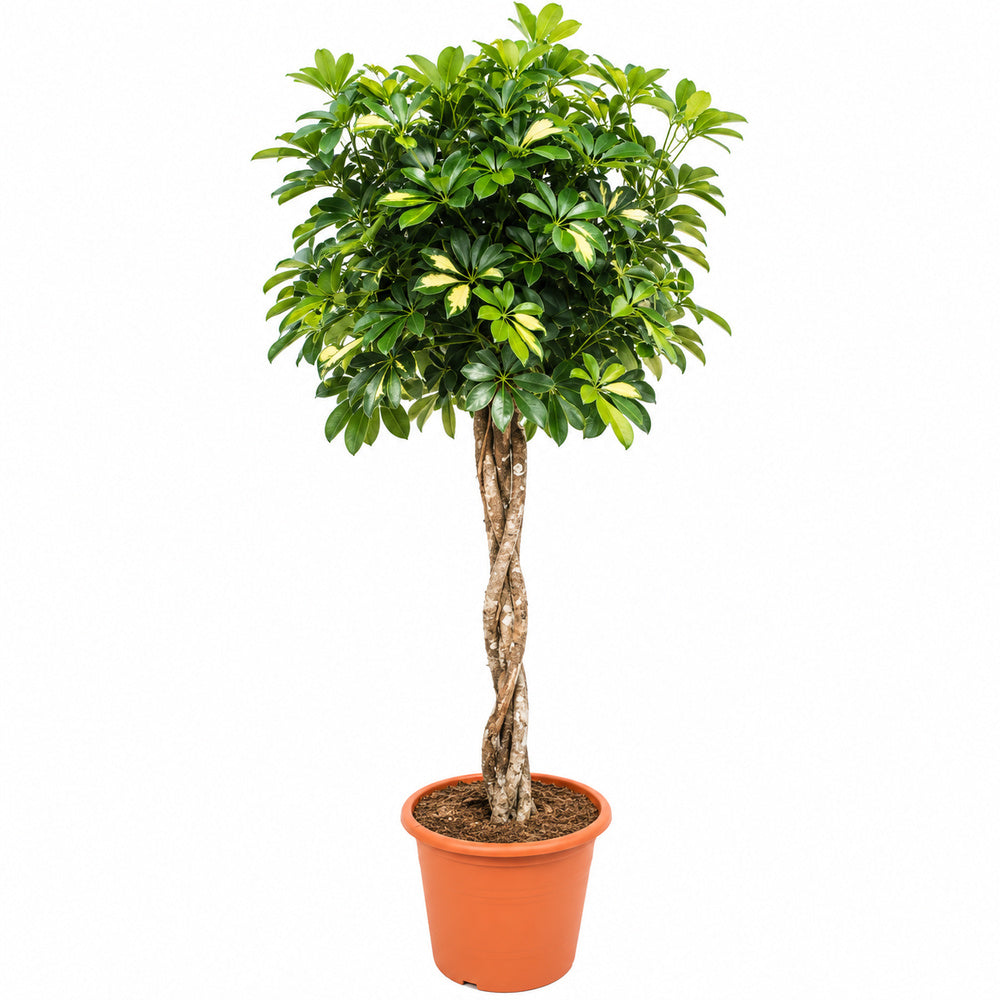 Palmierul Umbrela (Schefflera) Gold Capella, 190 cm, planta de interior decorativa, frunze verzi cu pete aurii, purificatoare de aer, usor de ingrijit