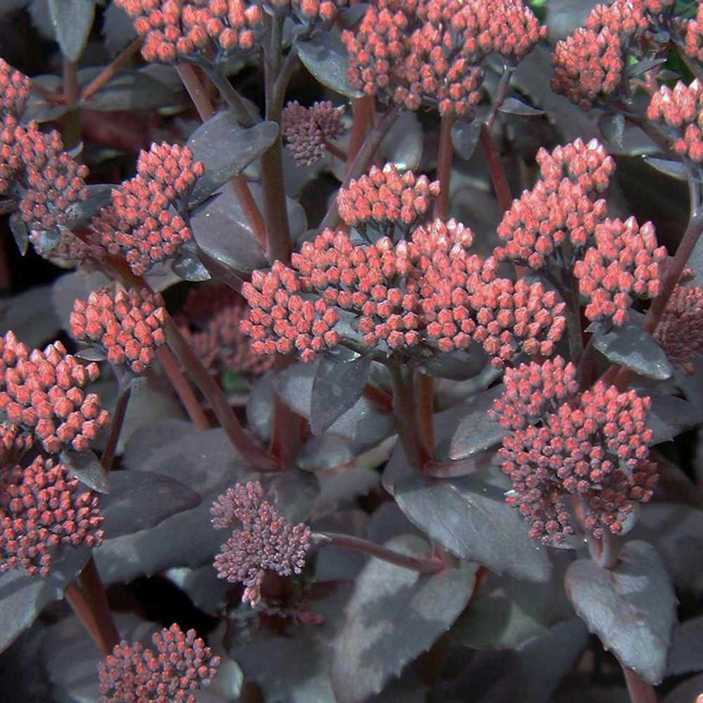 Sedum Purple Emperor, planta perena decorativa mov, rezistenta seceta si frig