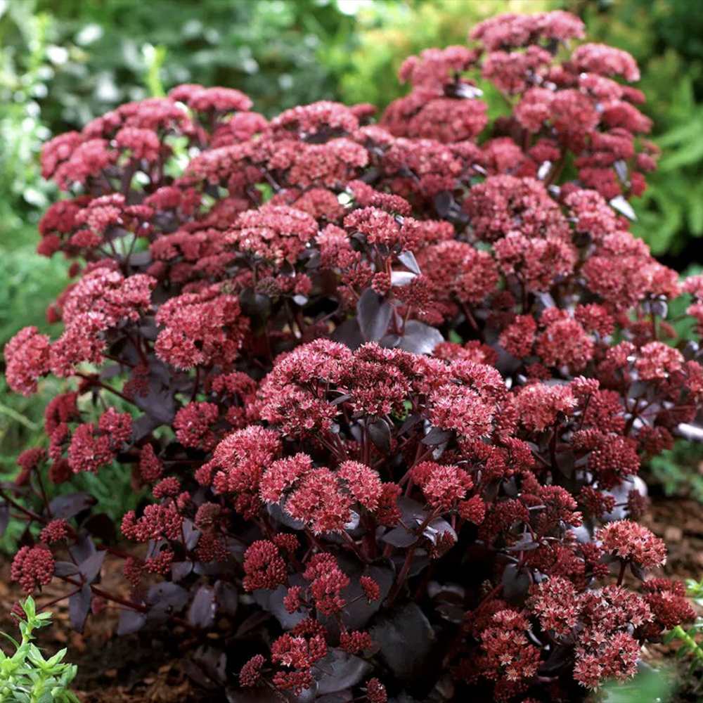 Sedum Purple Emperor, planta perena decorativa mov, rezistenta seceta si frig