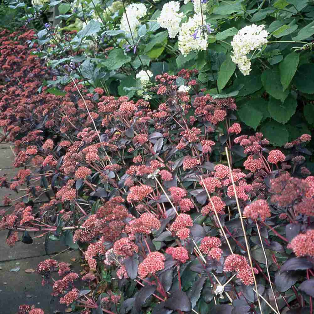Sedum Purple Emperor, planta perena decorativa mov, rezistenta seceta si frig
