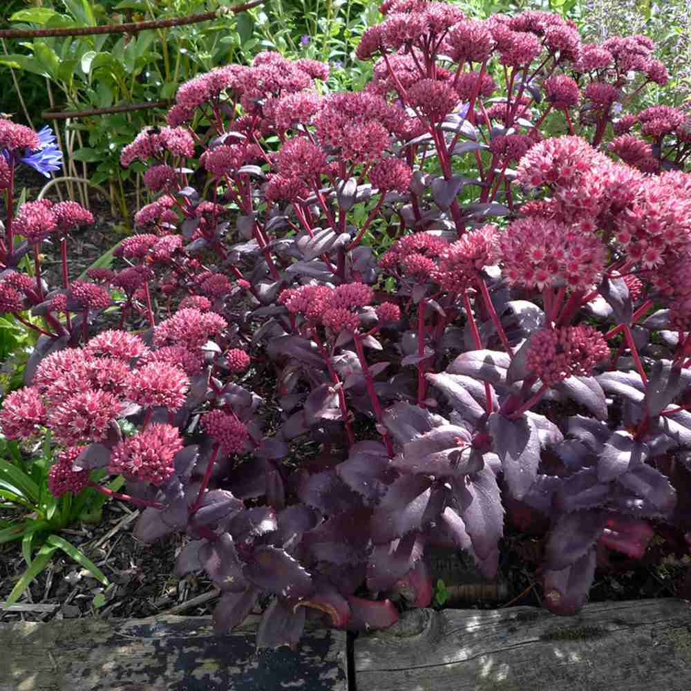 Sedum Purple Emperor, planta perena decorativa mov, rezistenta seceta si frig