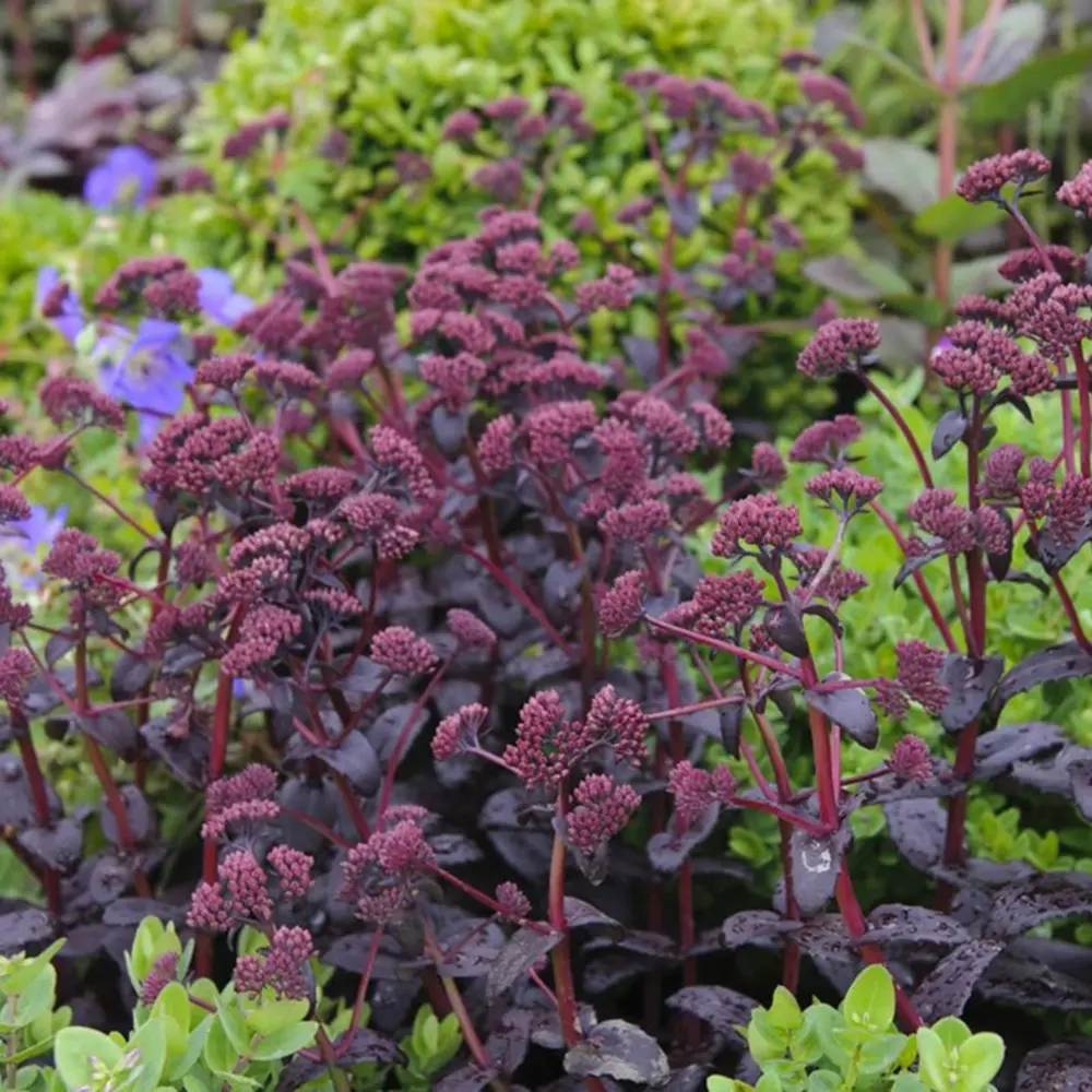 Sedum Purple Emperor, planta perena decorativa mov, rezistenta seceta si frig