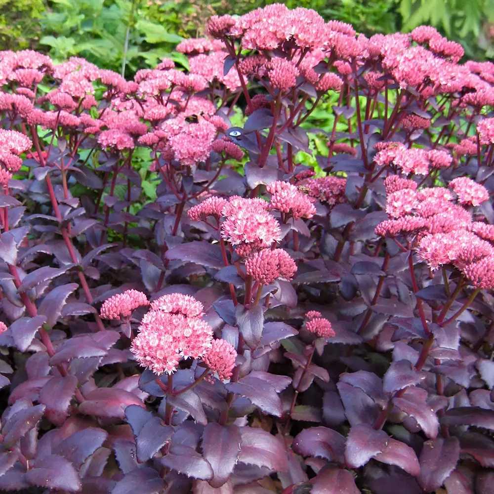Sedum Purple Emperor, planta perena decorativa mov, rezistenta seceta si frig