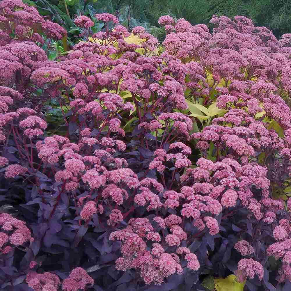 Sedum Purple Emperor, planta perena decorativa mov, rezistenta seceta si frig