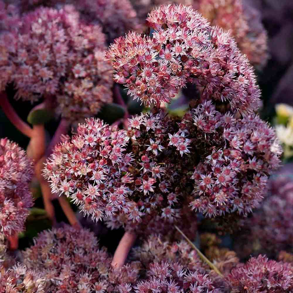 Sedum Purple Emperor, planta perena decorativa mov, rezistenta seceta si frig