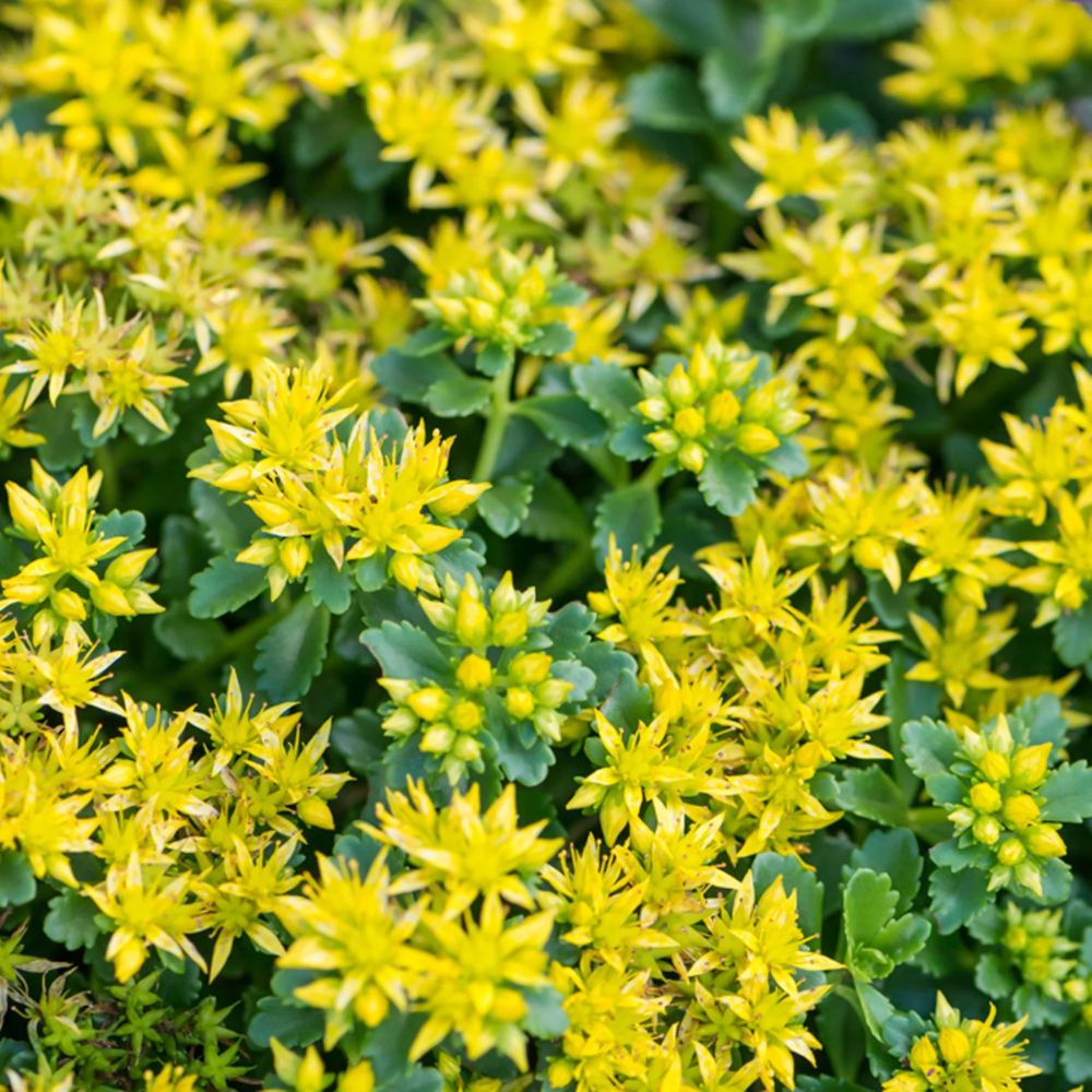 Iarba Grasa Sedum Sunshine, planta suculenta perena cu flori galbene, perena tapetanta pentru stancarii si soare