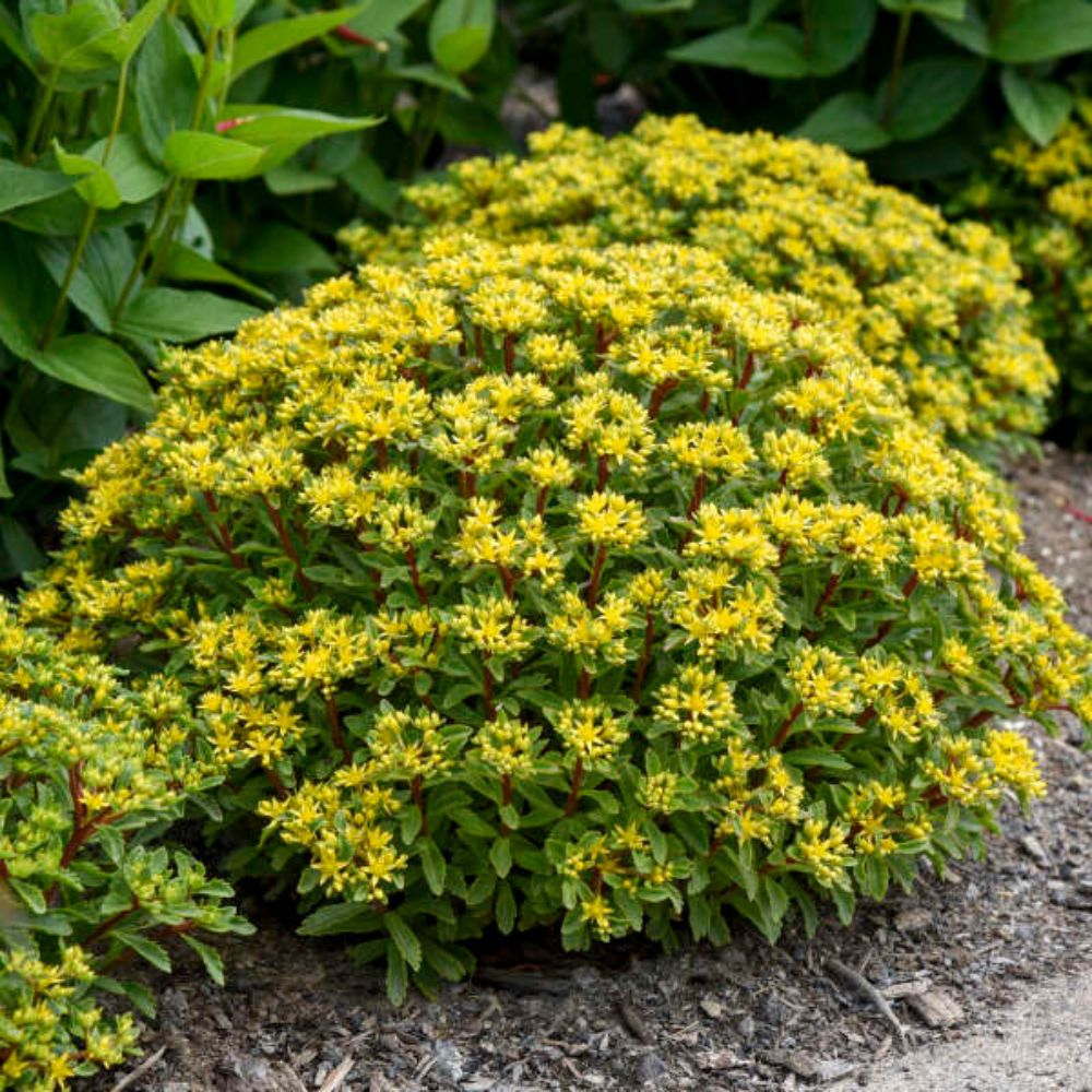Iarba Grasa Sedum Sunshine, planta suculenta perena cu flori galbene, perena tapetanta pentru stancarii si soare