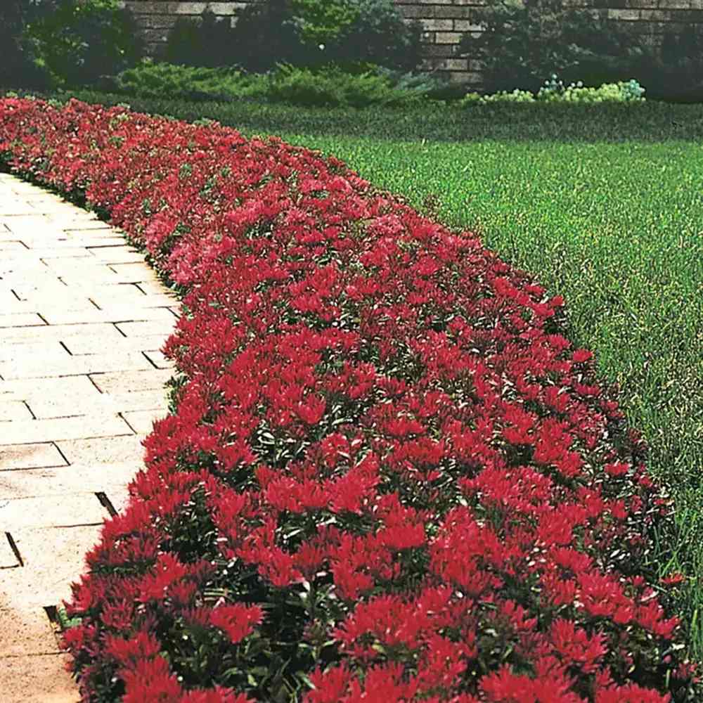 Iarba Grasa Sedum Fuldaglut, planta suculenta acoperitoare de sol cu flori rosii, rezistenta