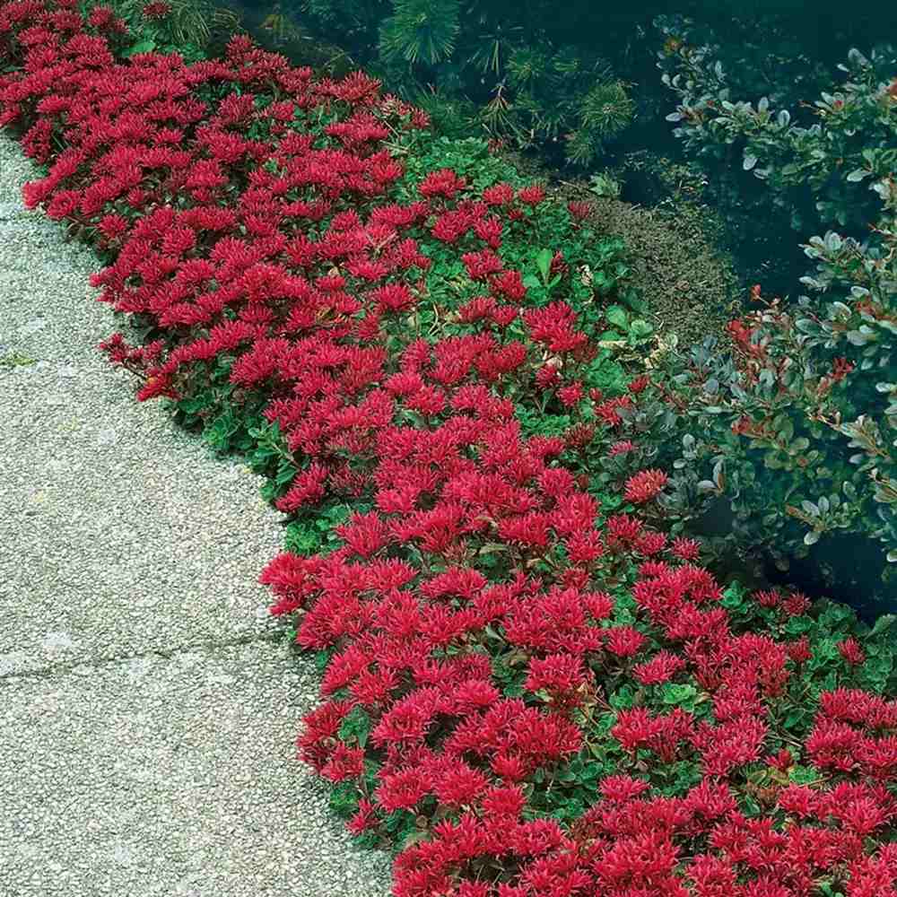 Iarba Grasa Sedum Fuldaglut, planta suculenta acoperitoare de sol cu flori rosii, rezistenta