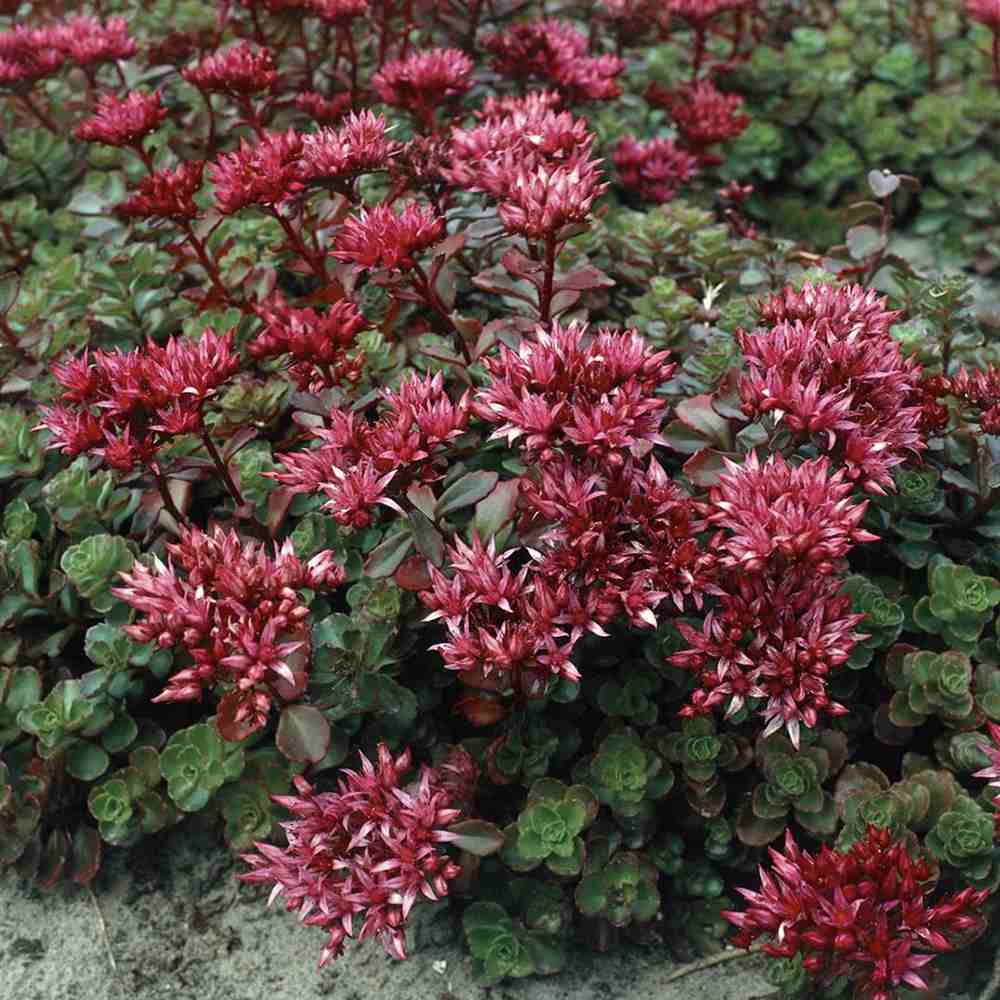 Iarba Grasa Sedum Fuldaglut, planta suculenta acoperitoare de sol cu flori rosii, rezistenta