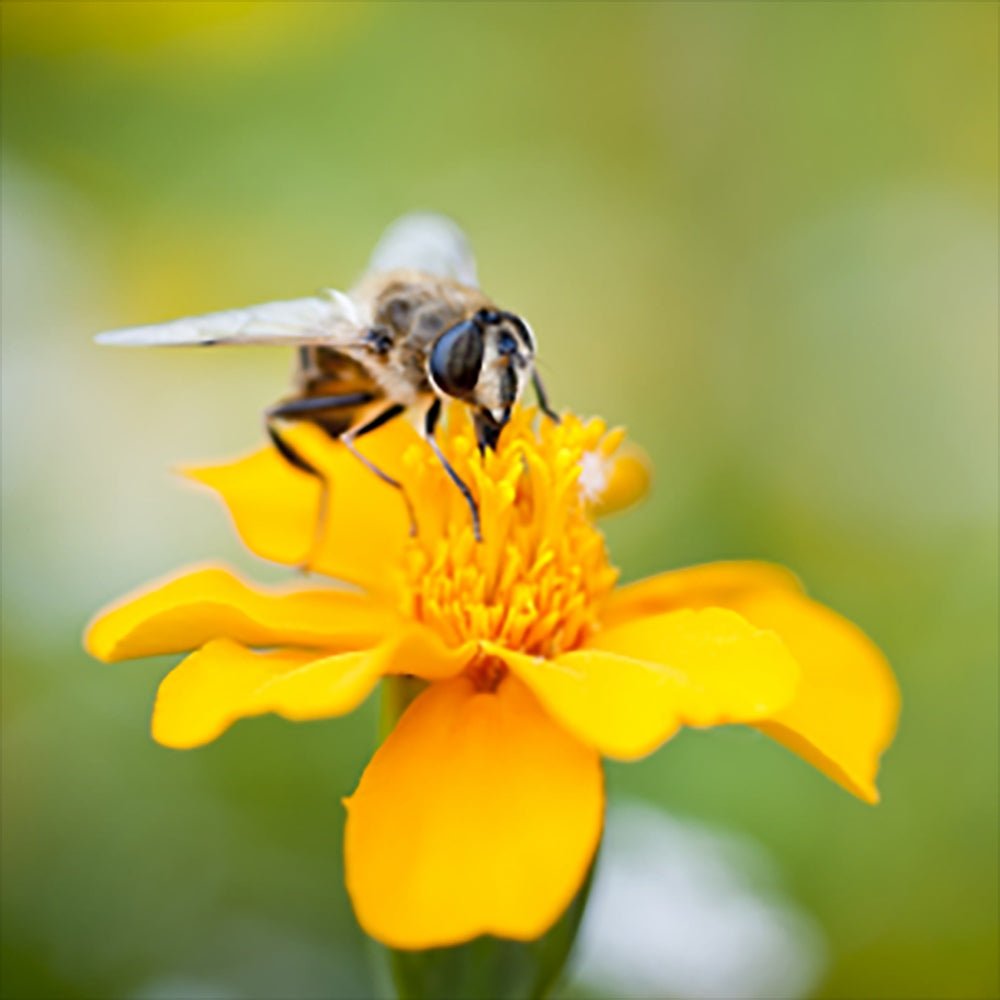 Seminte de Flori Mix pentru Albine, Ingrasamant si Seminte 2-in-1, 260 g pentru 5m², CUXIN DCM