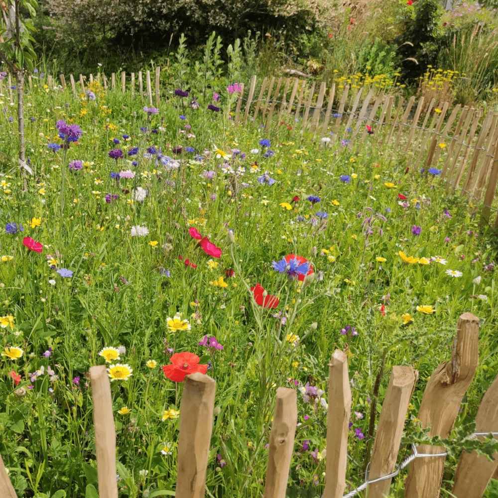 Seminte de Flori Mix pentru pentru Buburuze, Ingrasamant si Seminte 2-in-1, 260 g pentru 5m², CUXIN DCM