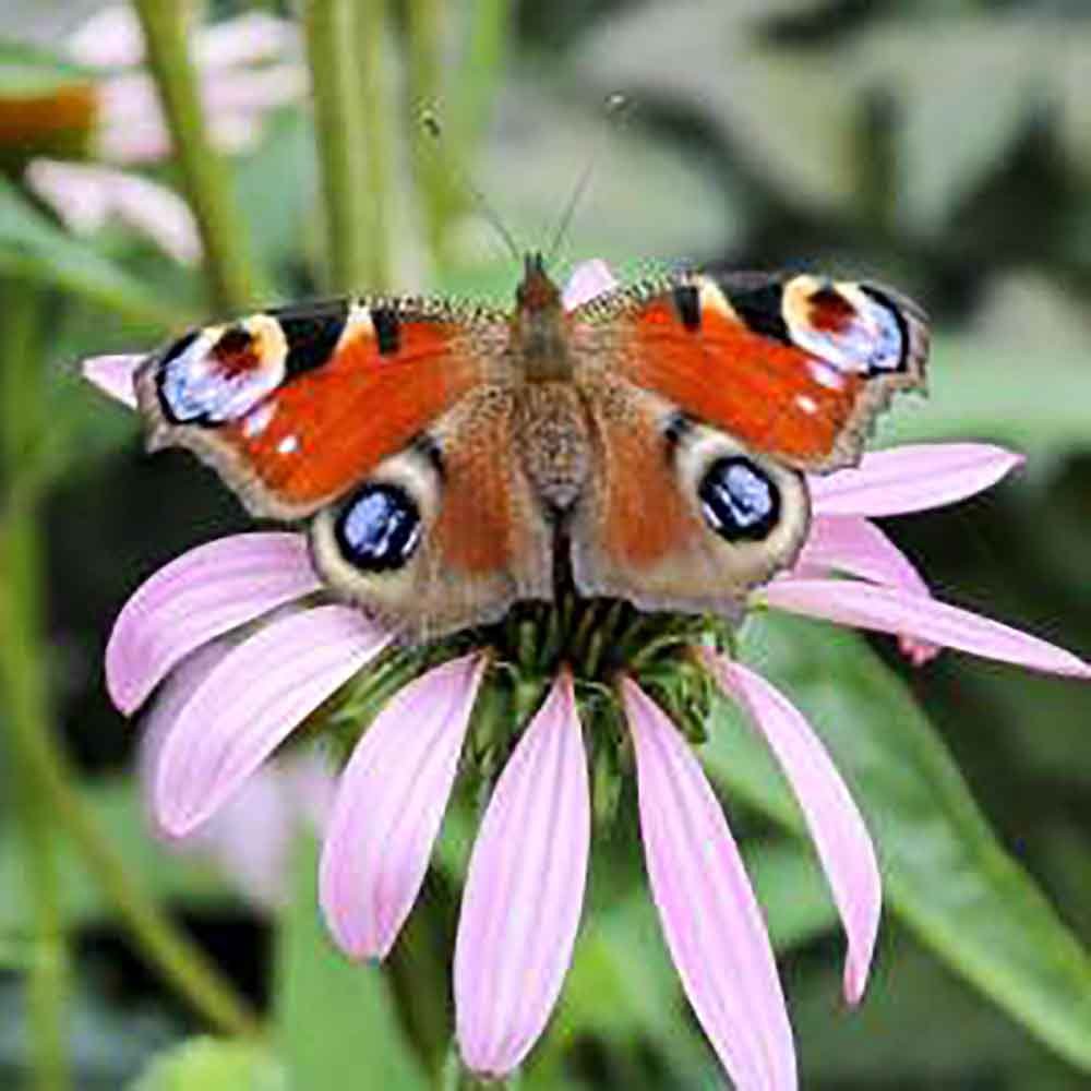 Seminte de Flori Mix pentru pentru Fluturi, Ingrasamant si Seminte 2-in-1, 260 g pentru 5m², CUXIN DCM