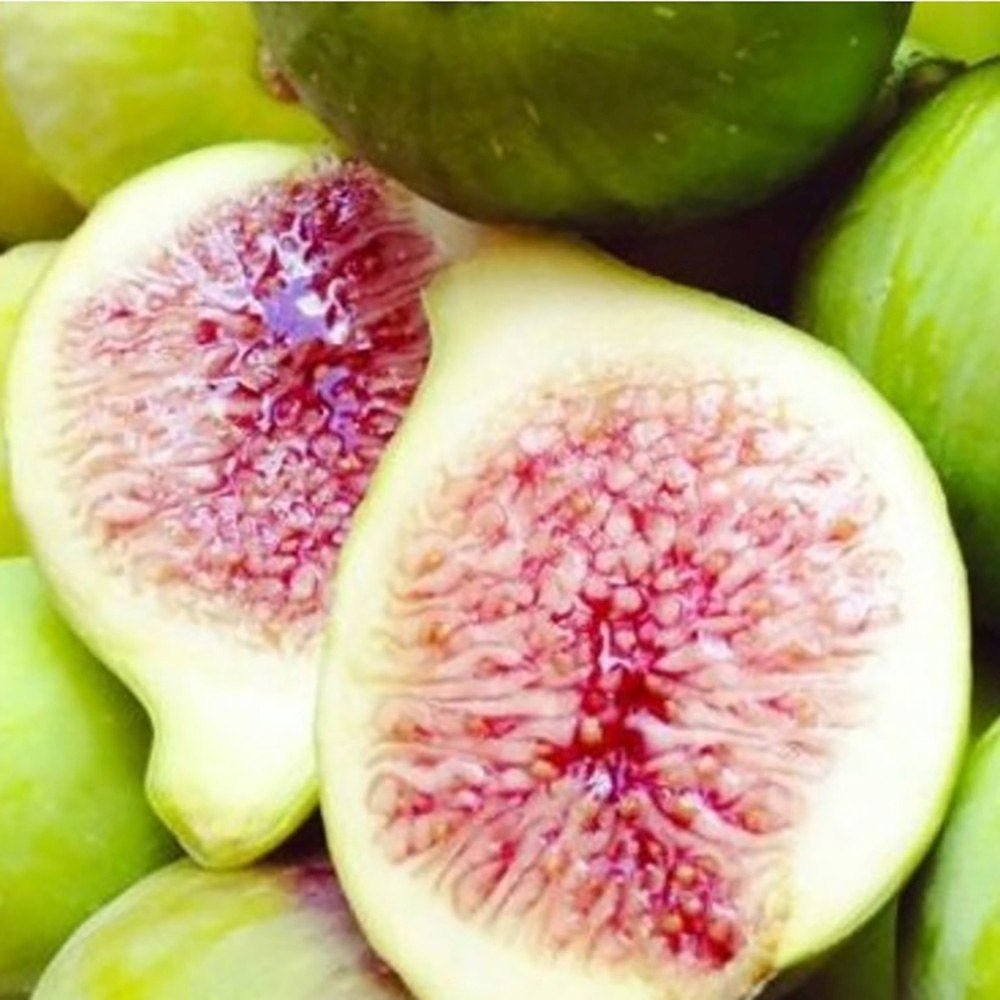 Smochin (Ficus Carica) cu fructe dulci albe