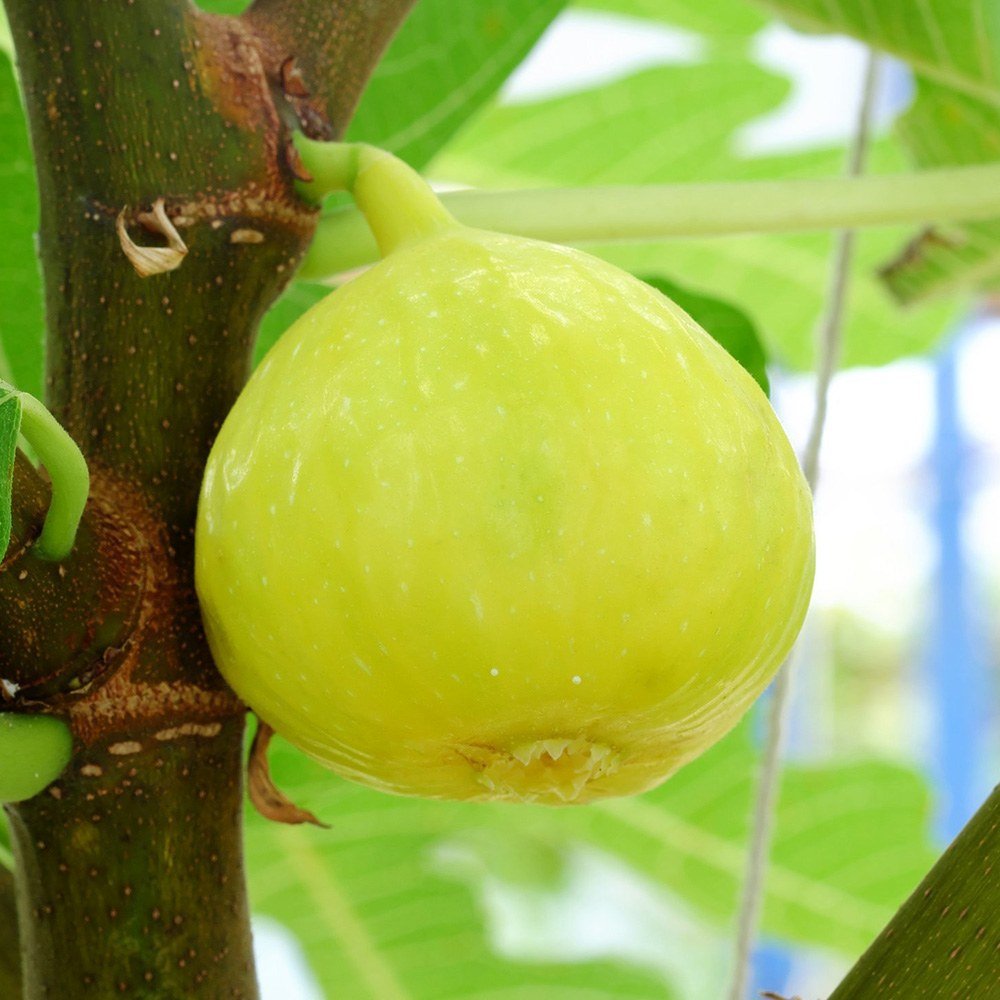 Smochin (Ficus Carica) cu fructe dulci albe