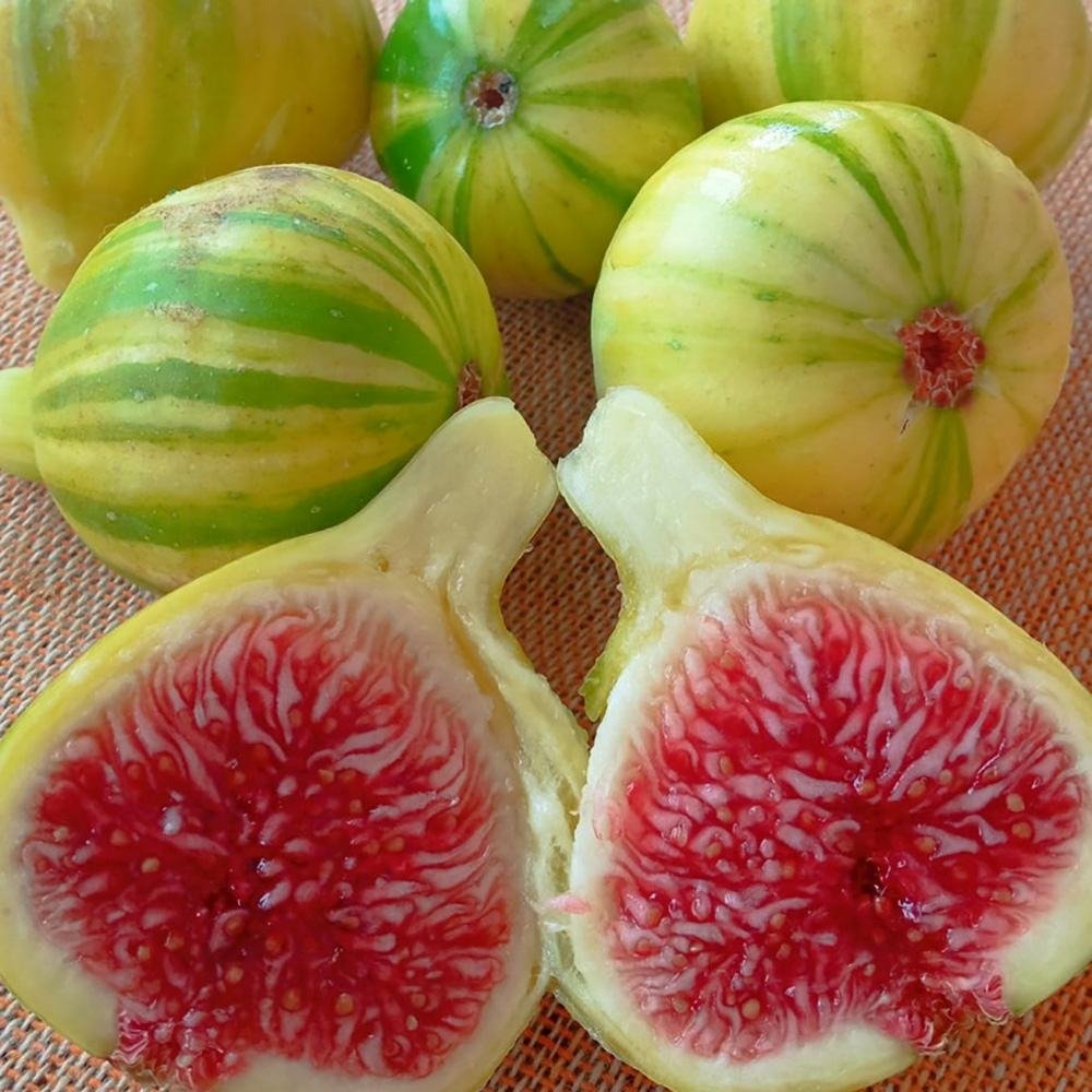 Smochin (Ficus Carica) cu fructe dulci albe