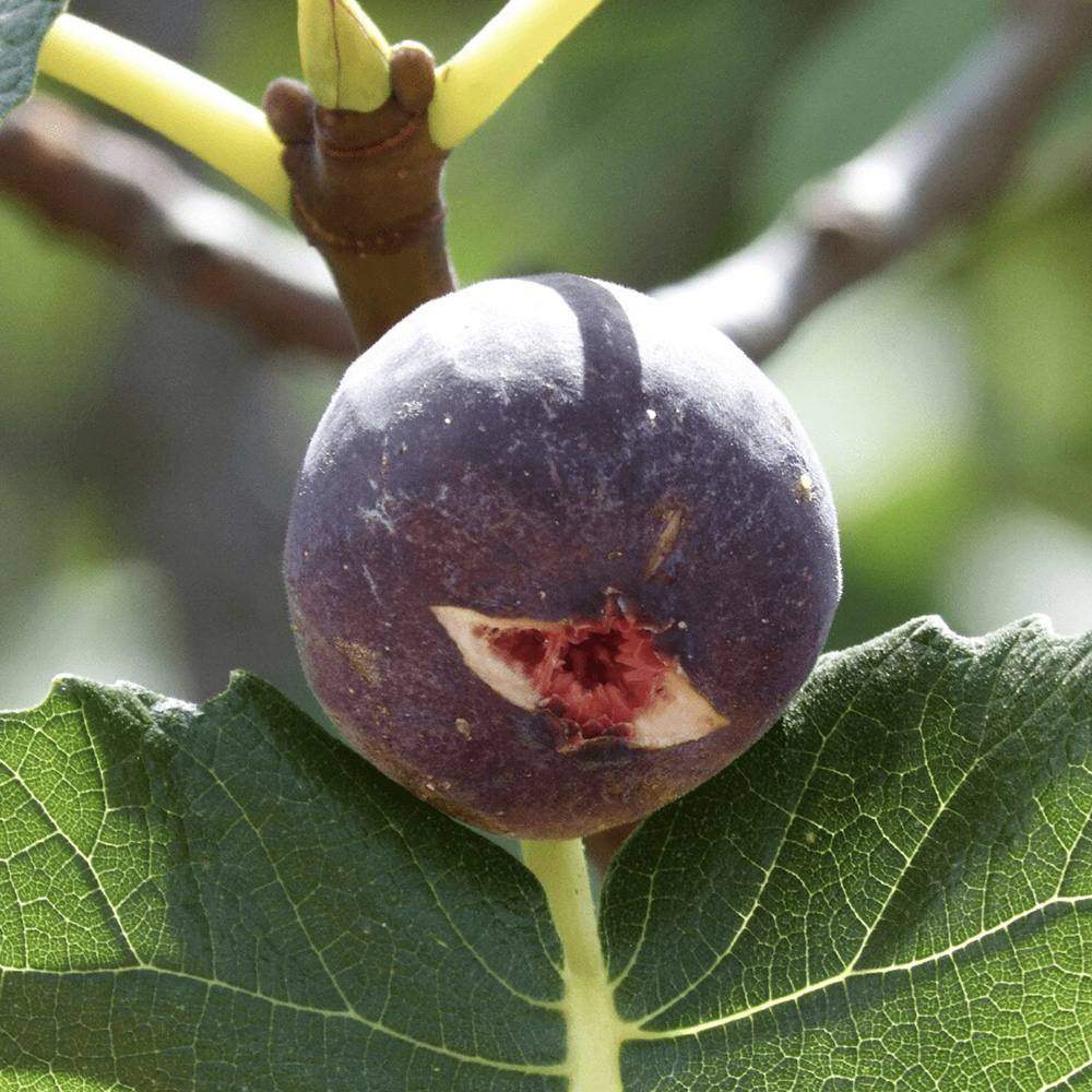 Smochin Fiorone Nero (Ficus Carica), cu fructe dulci negre - VERDENA-100+ cm inaltime, livrat in ghiveci de 5 l