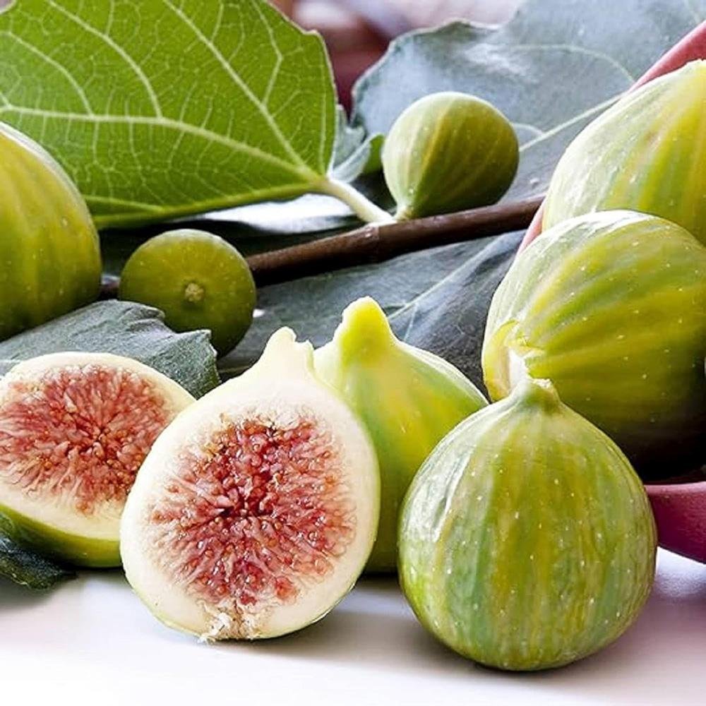 Smochin (Ficus Carica) cu fructe dulci galben verzi dungate