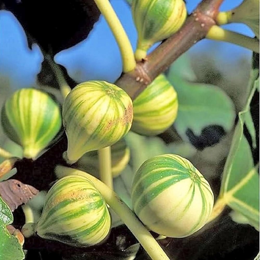 Smochin (Ficus Carica) cu fructe dulci galben verzi dungate