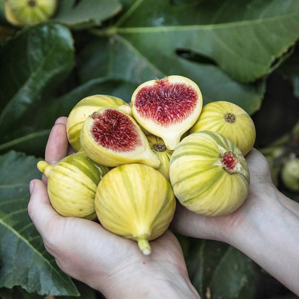 Smochin (Ficus Carica) cu fructe dulci galben verzi dungate