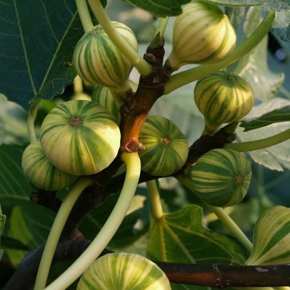 Smochin Panache (Ficus Carica), cu fructe dulci galben verzi dungate - VERDENA-100+ cm inaltime, livrat in ghiveci de 5 l
