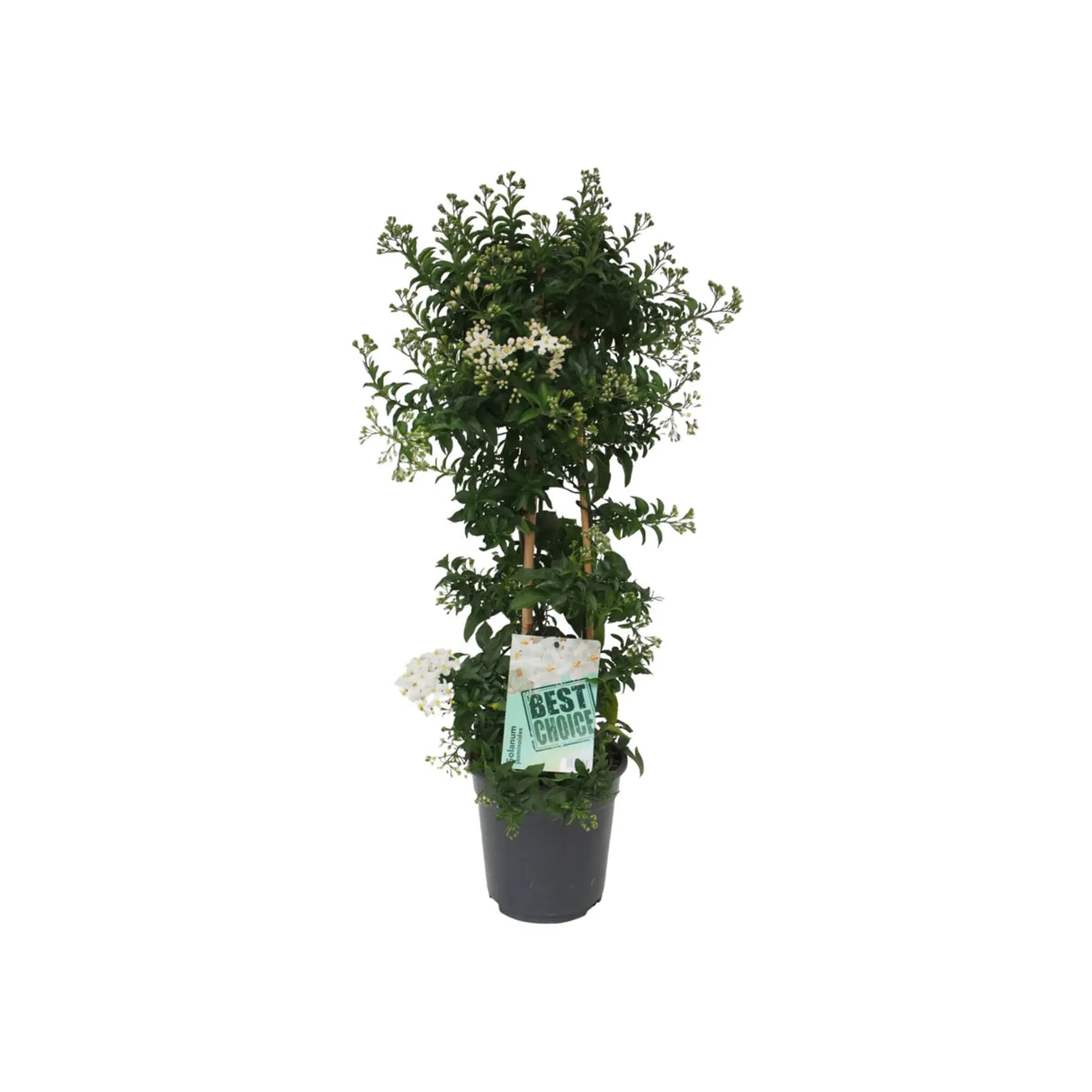 Iasomie de Noapte Stelata Solanum Jasminoides, flori albe parfumate, planta cataratoare, crestere rapida