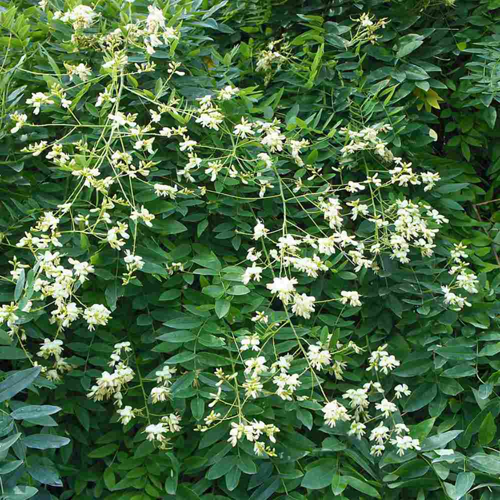 Salcam Japonez (Sophora Japonica), cu flori parfumate