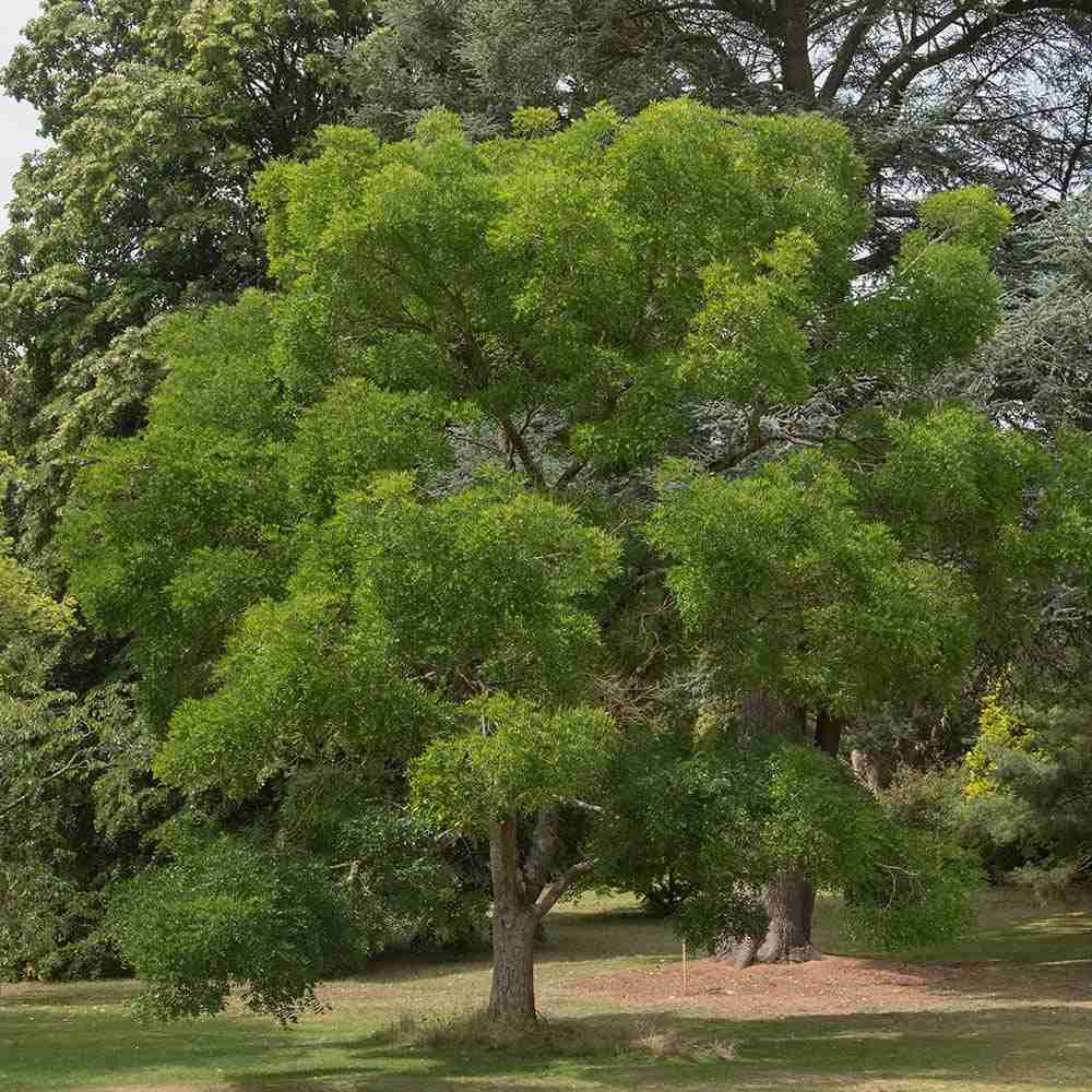 Salcam Japonez (Sophora Japonica), cu flori parfumate