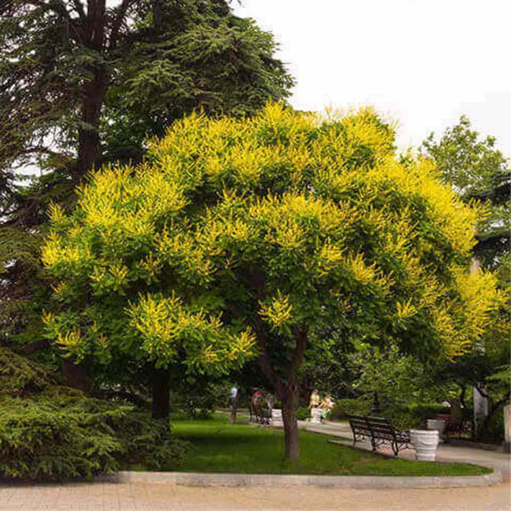 Salcam Japonez (Sophora Japonica), cu flori parfumate