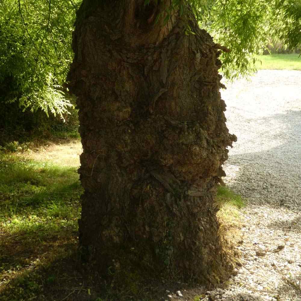Salcam Japonez (Sophora Japonica), cu flori parfumate