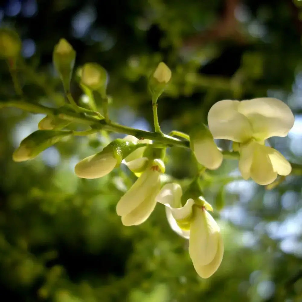 Salcam Japonez (Sophora Japonica), cu flori parfumate
