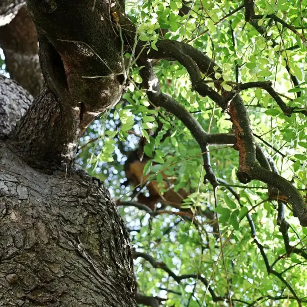 Salcam Japonez (Sophora Japonica), cu flori parfumate