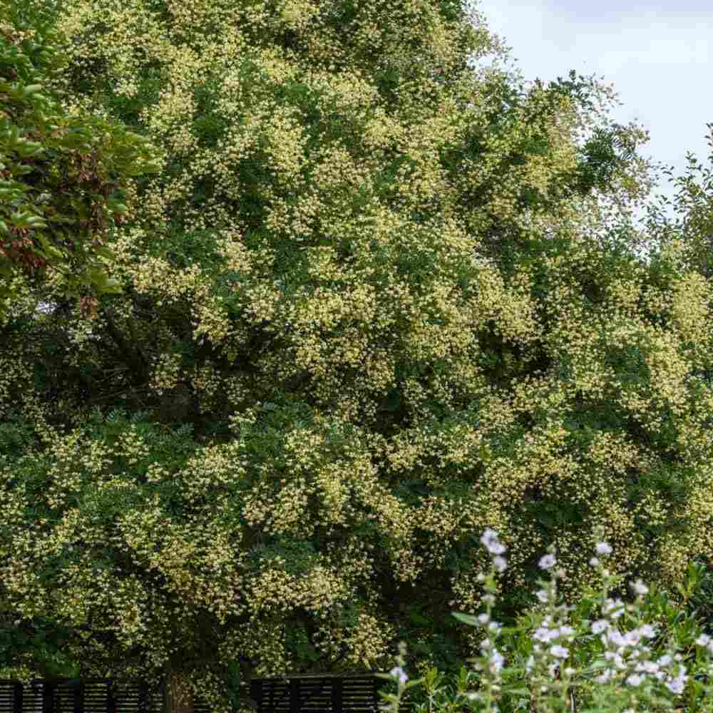 Salcam Japonez (Sophora Japonica), cu flori parfumate