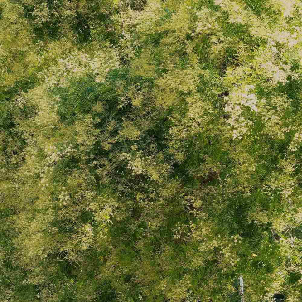 Salcam Japonez (Sophora Japonica), cu flori parfumate