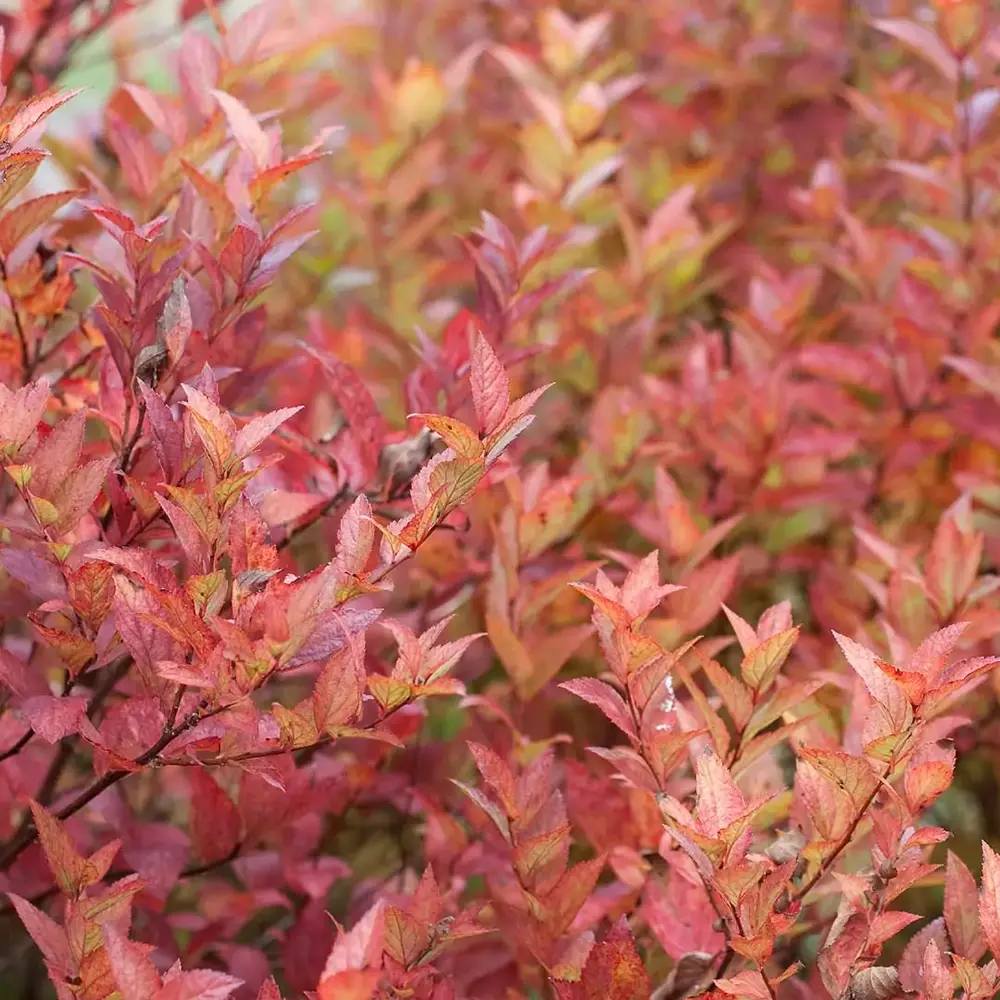 Cununita Japoneza Fire Light, arbust decorativ cu frunzis rosu portocaliu roz