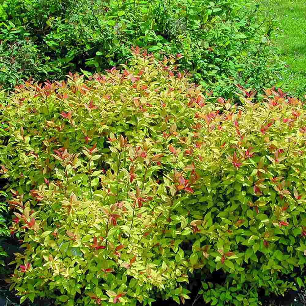 Cununita Japoneza Fire Light, arbust decorativ cu frunzis rosu portocaliu roz