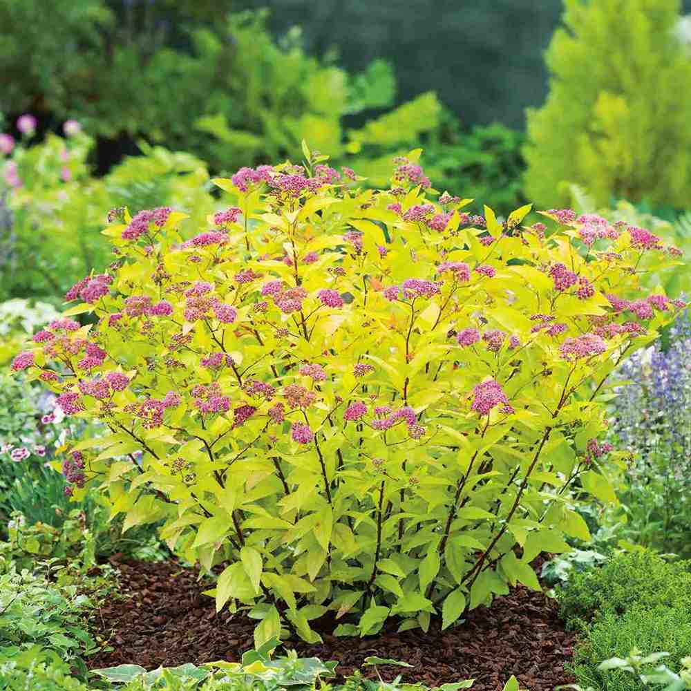 Cununita Japoneza Fire Light, arbust decorativ cu frunzis rosu portocaliu roz