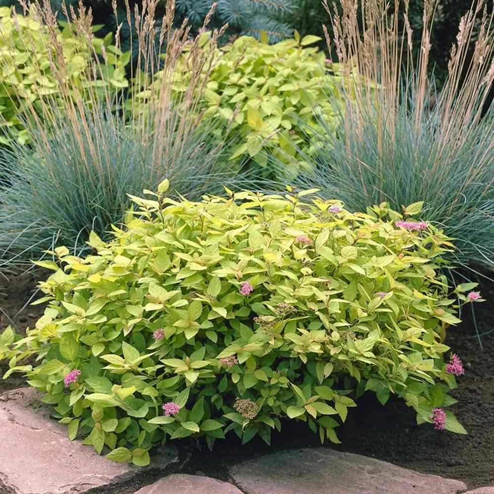 Cununita Japoneza Fire Light, arbust decorativ cu frunzis rosu portocaliu roz