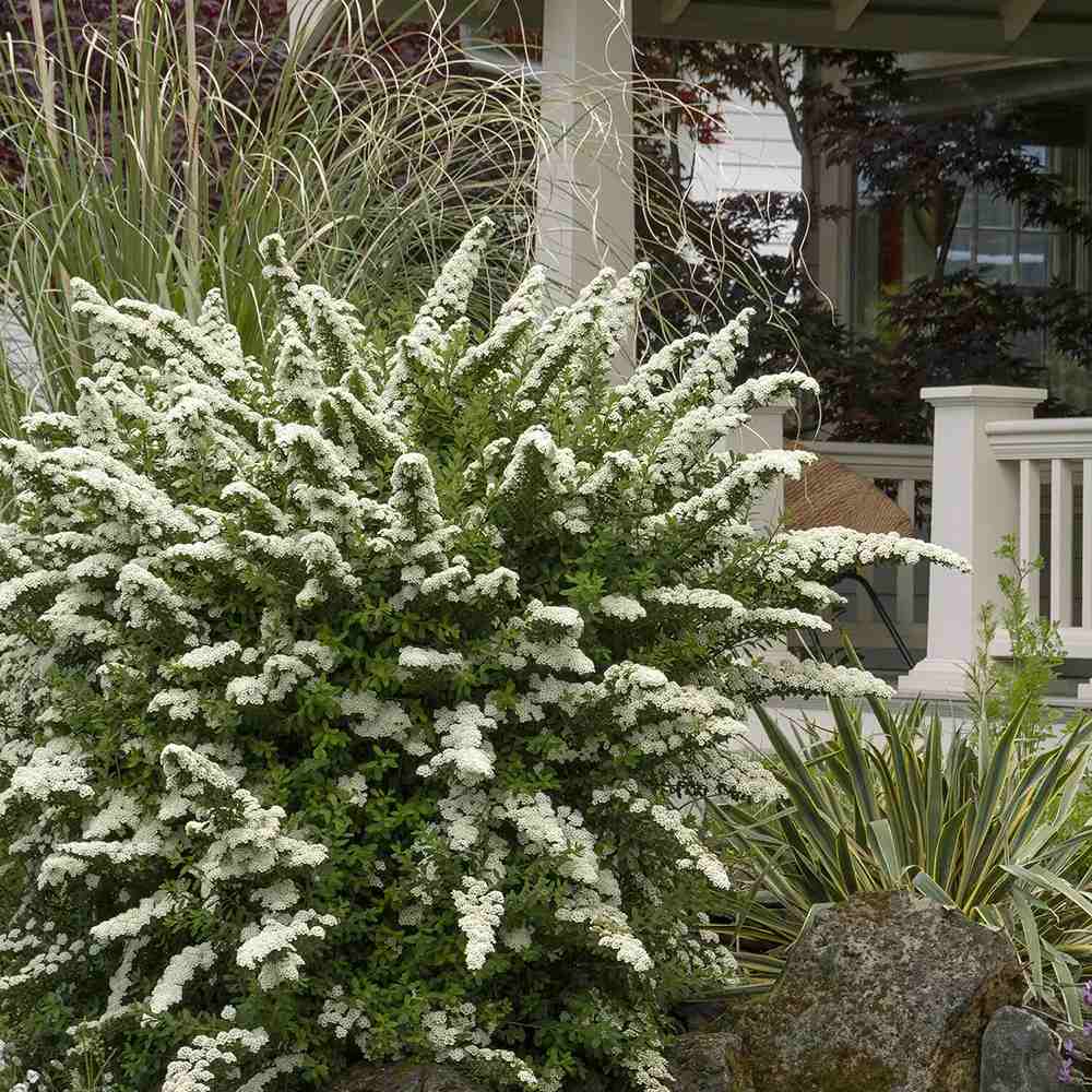 Cununita Japoneza Snowmound (Spiraea japonica), arbust decorativ cu flori albe parfumate rezistent la frig