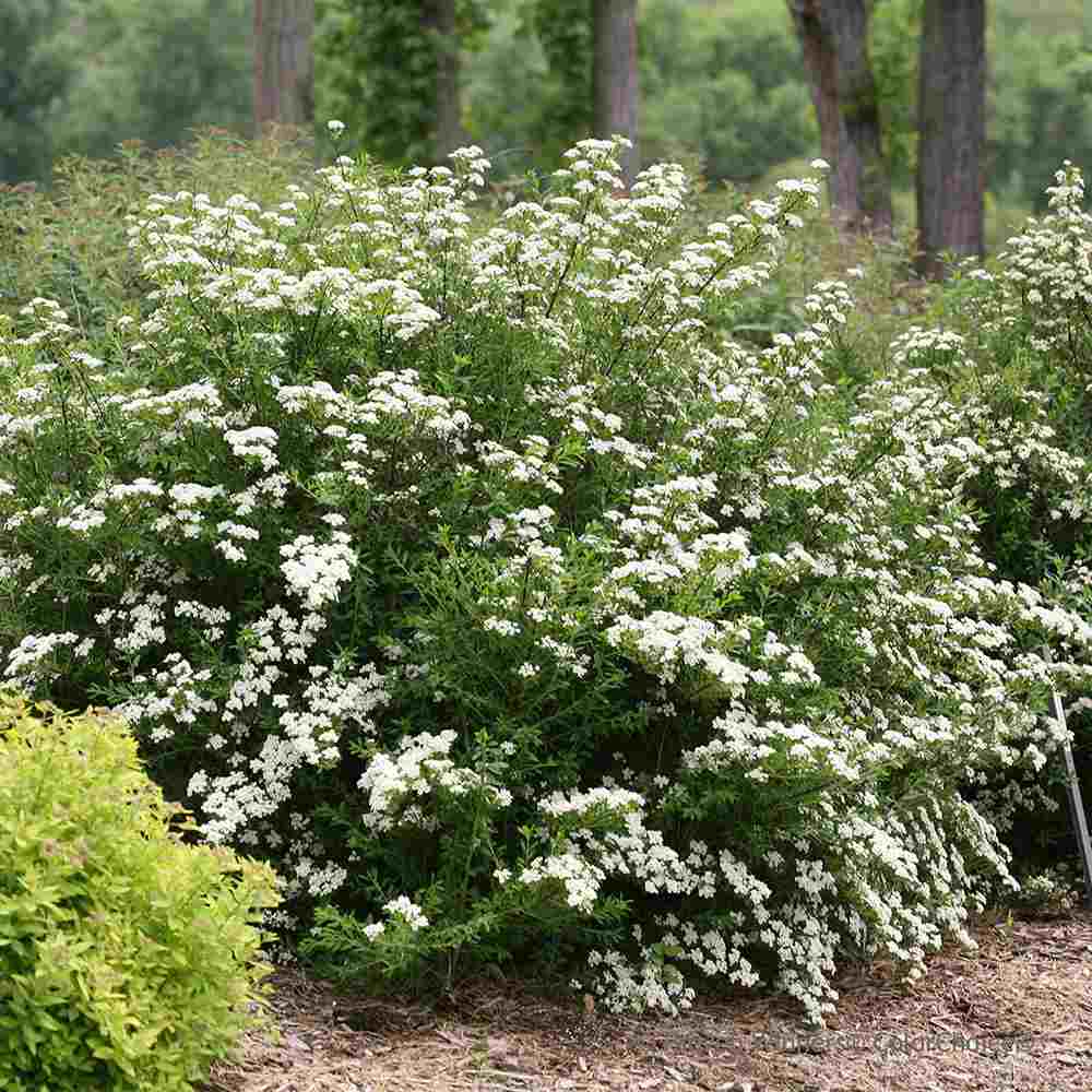 Cununita Japoneza Snowmound (Spiraea japonica), arbust decorativ cu flori albe parfumate rezistent la frig